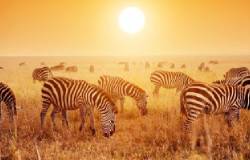 14 Days Single Entry Tourist Visa